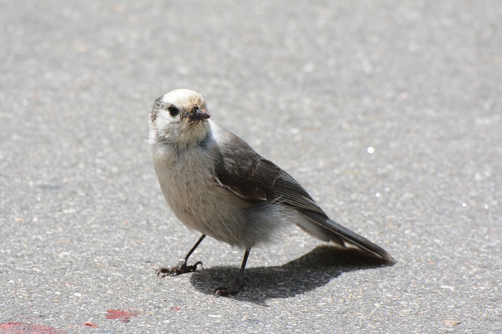 Jay, Gray, 2015-05318874 Rocky Mountain National Park, CO.JPG - Gray Jay. Rocky Mountain National Park, CO, 5-31-2015